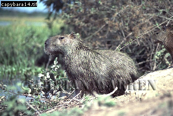 Capybara, Hydrochoerus hydrochaeris, capybara07.jpg 
350 x 235 compressed image 
(94,055 bytes)