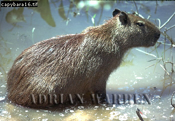 Capybara, Hydrochoerus hydrochaeris, capybara08.jpg 
350 x 242 compressed image 
(95,765 bytes)