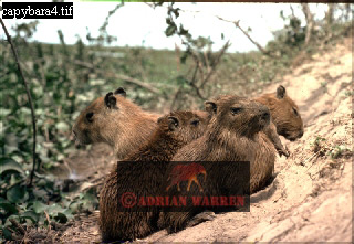 Capybara, Hydrochoerus hydrochaeris, capybara09.jpg 
320 x 221 compressed image 
(74,755 bytes)