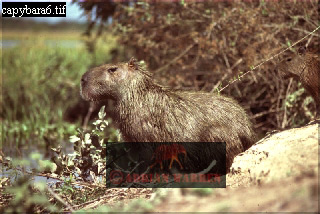 Capybara, Hydrochoerus hydrochaeris, capybara11.jpg 
320 x 214 compressed image 
(71,899 bytes)