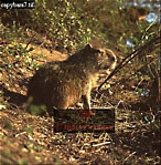 Capybara, Hydrochoerus hydrochaeris, Preview of: 
capybara01.jpg 
275 x 280 compressed image 
(104,970 bytes)