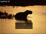 Capybara, Hydrochoerus hydrochaeris, Preview of: 
capybara02.jpg 
320 x 239 compressed image 
(60,687 bytes)