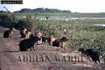 Capybara, Hydrochoerus hydrochaeris, Preview of: 
capybara04.jpg 
350 x 235 compressed image 
(87,383 bytes)