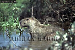 Capybara, Hydrochoerus hydrochaeris, Preview of: 
capybara05.jpg 
350 x 238 compressed image 
(87,217 bytes)
