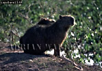 Capybara, Hydrochoerus hydrochaeris, Preview of: 
capybara06.jpg 
350 x 242 compressed image 
(93,178 bytes)