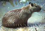 Capybara, Hydrochoerus hydrochaeris, Preview of: 
capybara08.jpg 
350 x 242 compressed image 
(95,765 bytes)