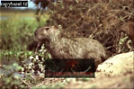 Capybara, Hydrochoerus hydrochaeris, Preview of: 
capybara11.jpg 
320 x 214 compressed image 
(71,899 bytes)