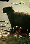 Capybara, Hydrochoerus hydrochaeris, Preview of: 
capybara12.jpg 
220 x 320 compressed image 
(69,605 bytes)