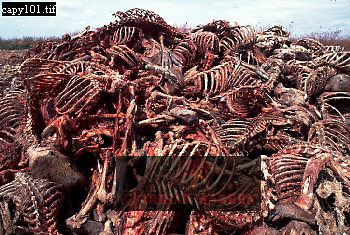 carcass108.jpg 
350 x 235 compressed image 
(116,182 bytes)