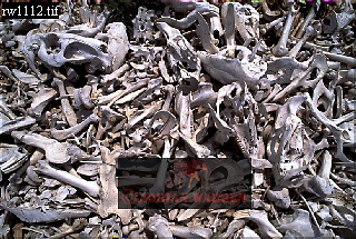 carcass110.jpg 
320 x 215 compressed image 
(98,789 bytes)