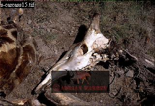 carcass115.jpg 
320 x 219 compressed image 
(85,852 bytes)