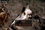 Carcass, Preview of: 
carcass115.jpg 
320 x 219 compressed image 
(85,852 bytes)