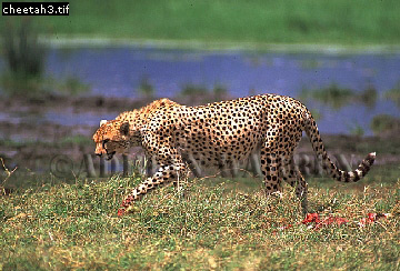 Cheetah, Acinonyx jubatus, cheetah02.jpg 
360 x 244 compressed image 
(100,064 bytes)