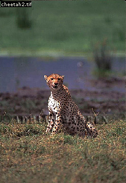 Cheetah, Acinonyx jubatus, cheetah03.jpg 
248 x 360 compressed image 
(79,191 bytes)