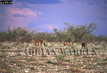 Cheetah, Acinonyx jubatus, cheetah04.jpg 
360 x 246 compressed image 
(92,022 bytes)