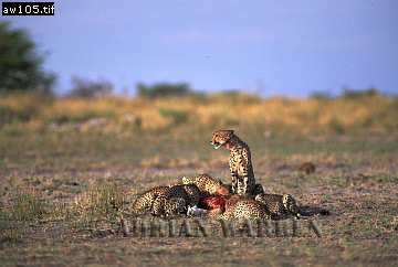 Cheetah, Acinonyx jubatus, cheetah06.jpg 
360 x 242 compressed image 
(75,432 bytes)