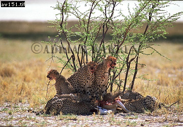 Cheetah, Acinonyx jubatus, cheetah10.jpg 
360 x 250 compressed image 
(114,280 bytes)
