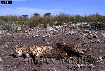 Cheetah, Acinonyx jubatus, cheetah23.jpg 
360 x 244 compressed image 
(107,926 bytes)