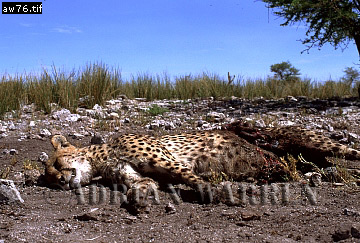 Cheetah, Acinonyx jubatus, cheetah24.jpg 
360 x 243 compressed image 
(106,538 bytes)