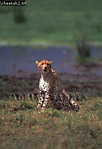 Cheetah, Acinonyx jubatus, Preview of: 
cheetah03.jpg 
248 x 360 compressed image 
(79,191 bytes)