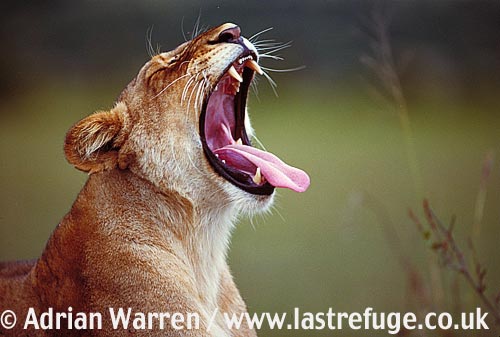 Lion, Panthera leo, lion 01.jpg 
375 x 250 compressed image 
(72,445 bytes)