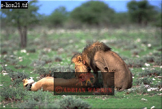 Lion, Panthera leo, lion 04.jpg 
320 x 215 compressed image 
(65,355 bytes)