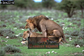 Lion, Panthera leo, lion 06.jpg 
320 x 215 compressed image 
(66,489 bytes)