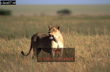 Lion, Panthera leo, lion 07.jpg 
375 x 247 compressed image 
(72,149 bytes)