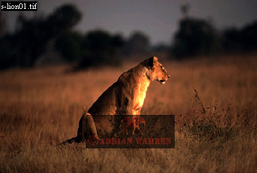 Lion, Panthera leo, lion 08.jpg 
375 x 253 compressed image 
(68,046 bytes)