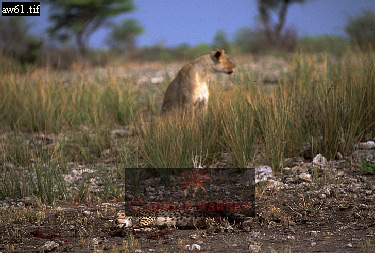 Lion, Panthera leo, lion 11.jpg 
375 x 253 compressed image 
(97,934 bytes)