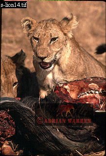 Lion, Panthera leo, lion 15.jpg 
218 x 320 compressed image 
(77,733 bytes)