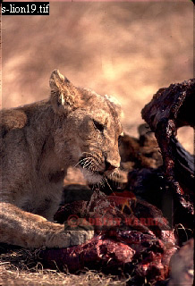 Lion, Panthera leo, lion 17.jpg 
218 x 320 compressed image 
(69,371 bytes)