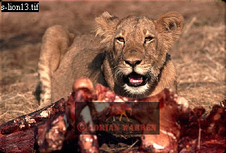Lion, Panthera leo, lion 19.jpg 
320 x 216 compressed image 
(72,002 bytes)