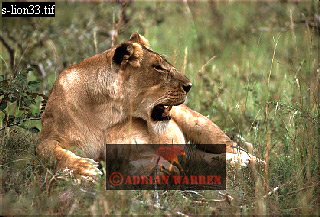 Lion, Panthera leo, lion 23.jpg 
320 x 217 compressed image 
(67,378 bytes)
