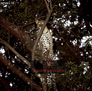 Jaguar, Panthera onca, catsOthers01.jpg 
320 x 316 compressed image 
(115,505 bytes)