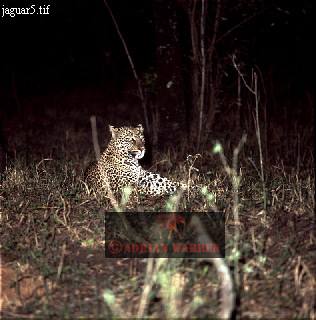 Jaguar, Panthera onca, catsOthers02.jpg 
316 x 320 compressed image 
(87,803 bytes)