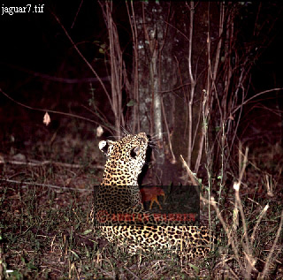 Jaguar, Panthera onca, catsOthers04.jpg 
320 x 317 compressed image 
(107,746 bytes)
