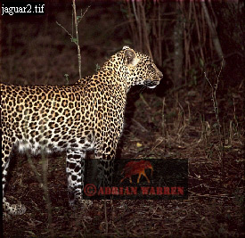 Jaguar, Panthera onca, catsOthers05.jpg 
275 x 267 compressed image 
(84,371 bytes)
