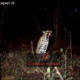 Jaguar, Panthera onca, catsOthers06.jpg 
275 x 273 compressed image 
(61,818 bytes)