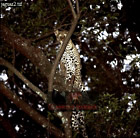 Jaguar, Panthera onca, Preview of: 
catsOthers01.jpg 
320 x 316 compressed image 
(115,505 bytes)