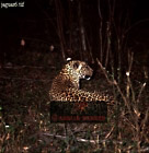 Jaguar, Panthera onca, Preview of: 
catsOthers03.jpg 
312 x 320 compressed image 
(92,070 bytes)