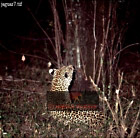 Jaguar, Panthera onca, Preview of: 
catsOthers04.jpg 
320 x 317 compressed image 
(107,746 bytes)