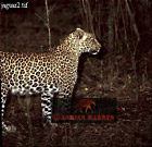 Jaguar, Panthera onca, Preview of: 
catsOthers05.jpg 
275 x 267 compressed image 
(84,371 bytes)