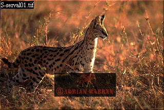serval01.jpg 
320 x 214 compressed image 
(75,590 bytes)