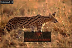 Serval, Felis serval, Preview of: 
serval15.jpg 
320 x 215 compressed image 
(75,080 bytes)