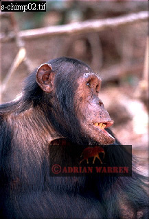 Chimpanzee, chimpanzee01.jpg 
217 x 320 compressed image 
(63,490 bytes)