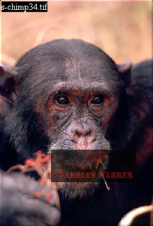 Chimpanzee, chimpanzee04.jpg 
216 x 320 compressed image 
(64,867 bytes)