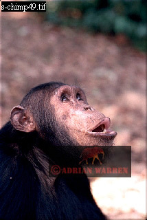 Chimpanzee, chimpanzee11.jpg 
214 x 320 compressed image 
(54,735 bytes)