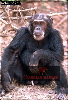 Chimpanzee, chimpanzee12.jpg 
218 x 320 compressed image 
(78,316 bytes)