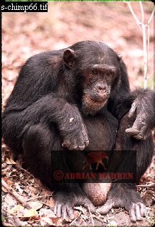Chimpanzee, chimpanzee13.jpg 
218 x 320 compressed image 
(77,138 bytes)